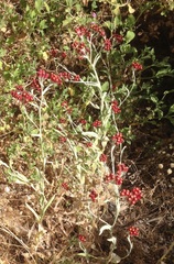Helichrysum sanguineum
