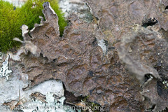 Lobaria retigera