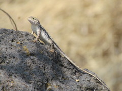 Sceloporus albiventris