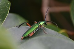 Plinthocoelium suaveolens