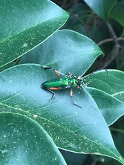 Plinthocoelium suaveolens