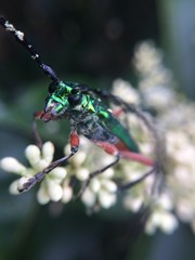 Plinthocoelium suaveolens