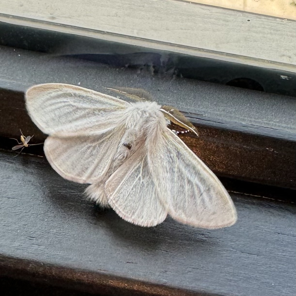 White Satin Moth