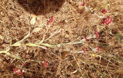 Helichrysum sanguineum