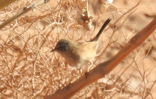 Curruca deserticola