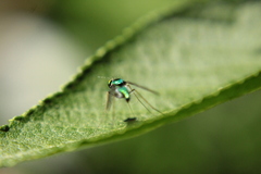 Condylostylus comatus