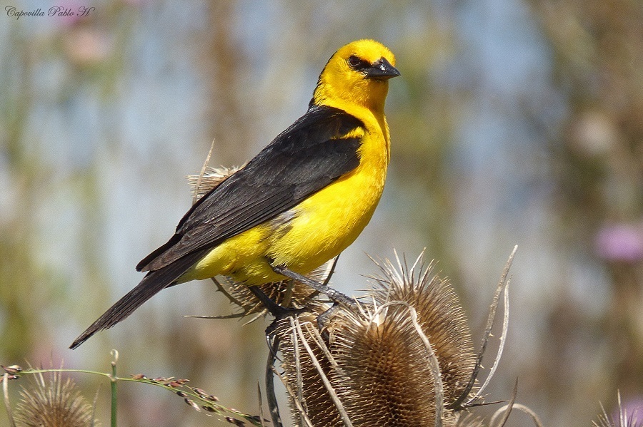 Saffron-cowled Blackbird photo