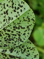 Polythrincium trifolii