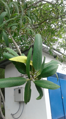 Sapium glandulosum - Whole tree