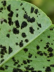 Polythrincium trifolii