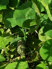 Polythrincium trifolii