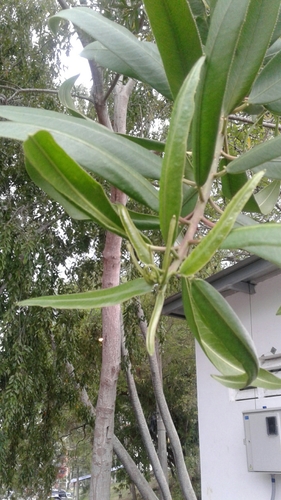 Sapium glandulosum - Leaves