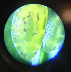Coccus viridis