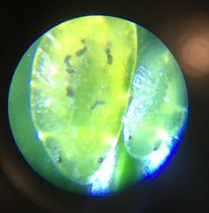 Coccus viridis