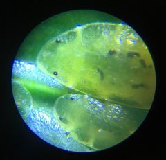 Coccus viridis