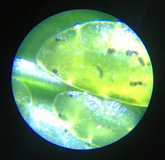 Coccus viridis