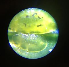 Coccus viridis