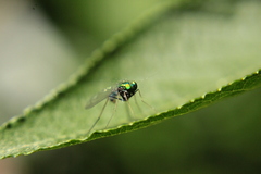Condylostylus comatus