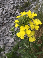 Erysimum rhaeticum