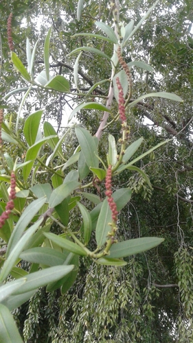 Sapium glandulosum - Whole tree