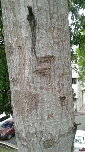 Sapium glandulosum - Leaves