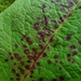 Ramularia rubella - Photo (c) javiehweg, algunos derechos reservados (CC BY-NC-SA), subido por javiehweg