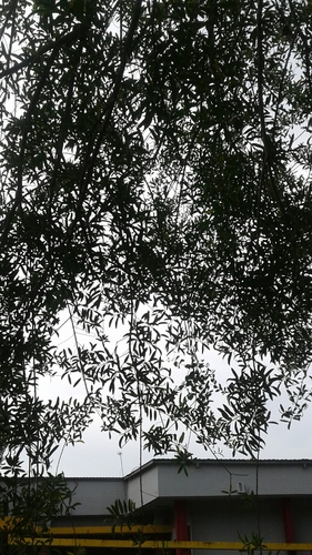 Sapium glandulosum - Whole tree