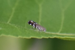 Anacampsis levipedella