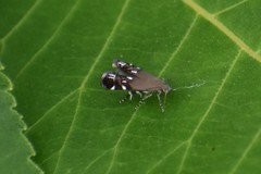 Anacampsis levipedella