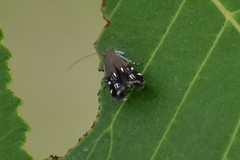 Anacampsis levipedella