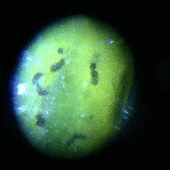 Coccus viridis
