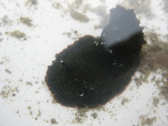 Dendrodoris