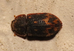 Eucicones marginalis
