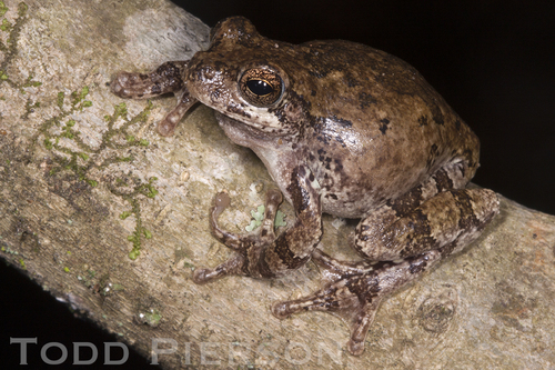 Bird-voiced Treefrog