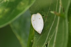 Durrantia piperatella