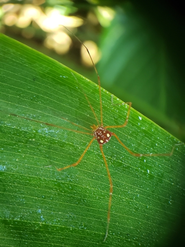 daddy longlegs