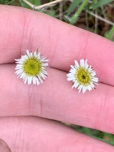 Image of Erigeron borealis by (c) naturalist charlie, some rights reserved (CC BY)