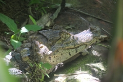 Caiman