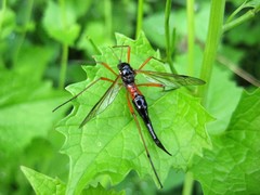 Tanyptera atrata