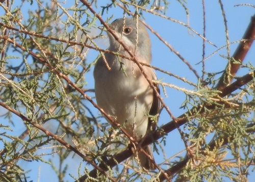 Curruca tirrénica (Curruca subalpina)