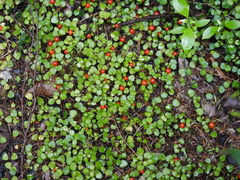 Nertera dichondrifolia