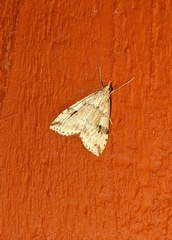 Udea washingtonalis