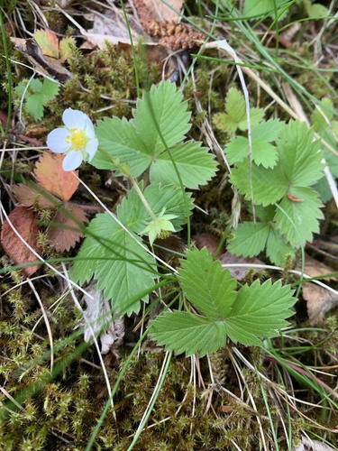 Šumska jagoda (Fragaria vesca)