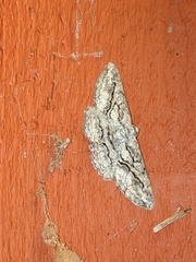 Stenoporpia excelsaria