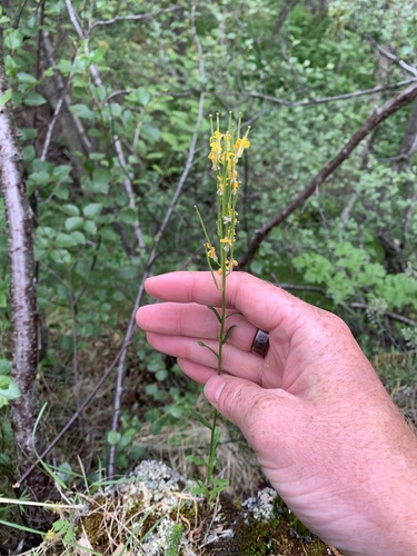Erysimum virgatum