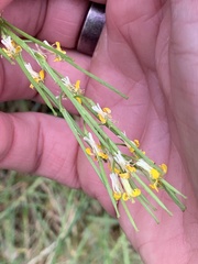(c) naturalist charlie, some rights reserved (CC BY) Erysimum virgatum, photograph (c) naturalist charlie, some rights reserved (CC BY)