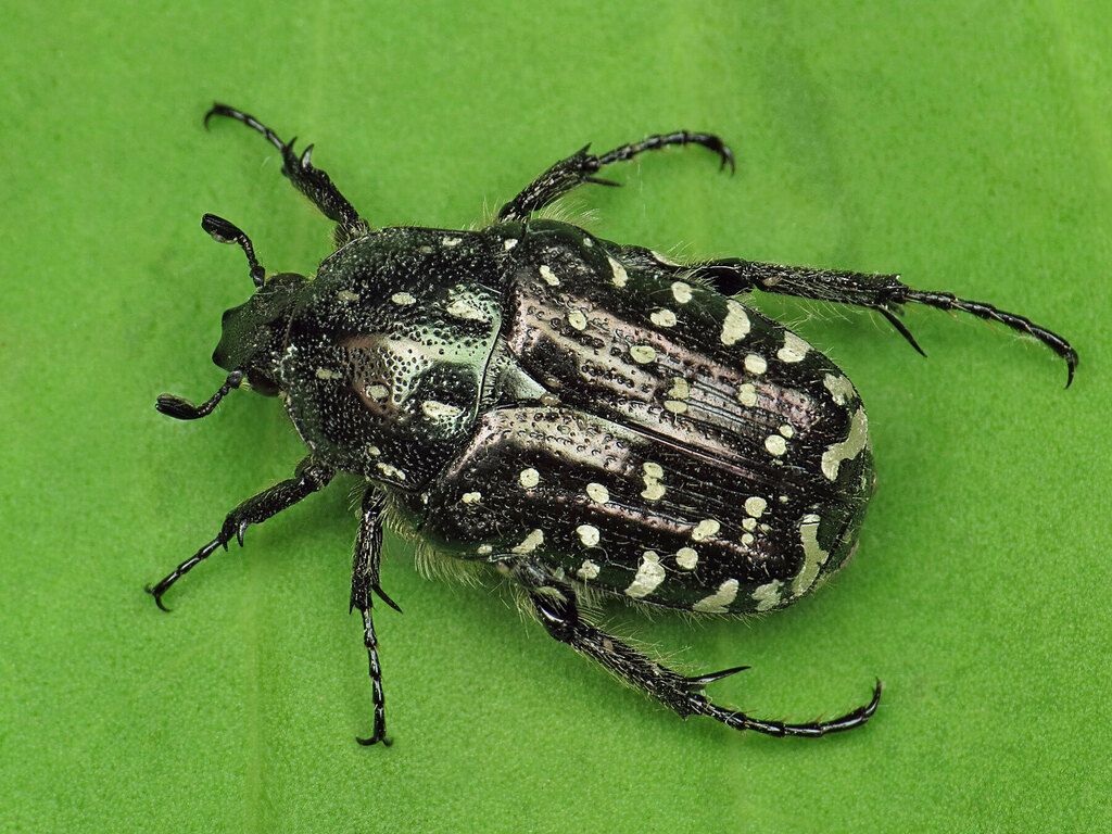 Mediterranean Spotted Chafer