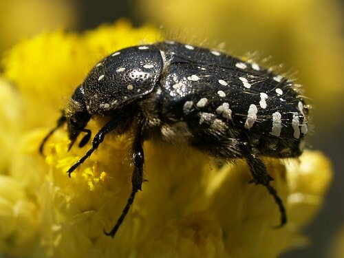 Kvapusis auksavabalis nuotrauka