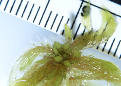 Sphagnum cuspidatum