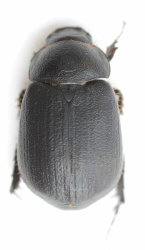 Serica anthracina observed 2024-07-21